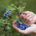 Alameda Post - a pair of hands picks blueberries off of a bush and places them into an open palm