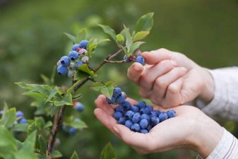 Alameda Post - a pair of hands picks blueberries off of a bush and places them into an open palm