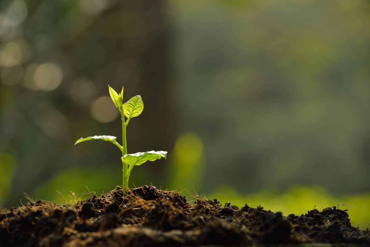 Alameda Post - A seedling plant.