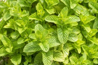 Alameda Post - mint plant