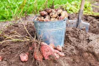 Alameda Post - A bucket full of dirty potatoes in a garden.