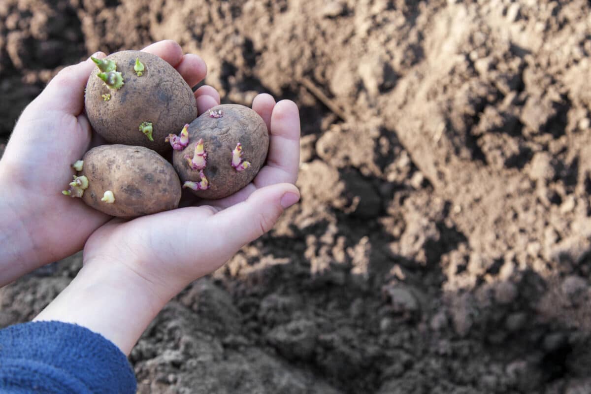 Alameda Post - hands hold potatoes with eyes.
