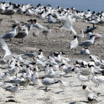 Alameda Post - Caspian Terns and Elegant Terns