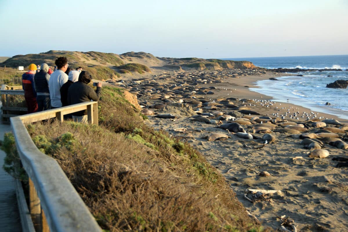 Alameda Post - visitors stand on an overlook platform and view elephant seals and their pups