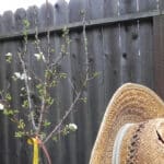Alameda Post - a tree with small buds