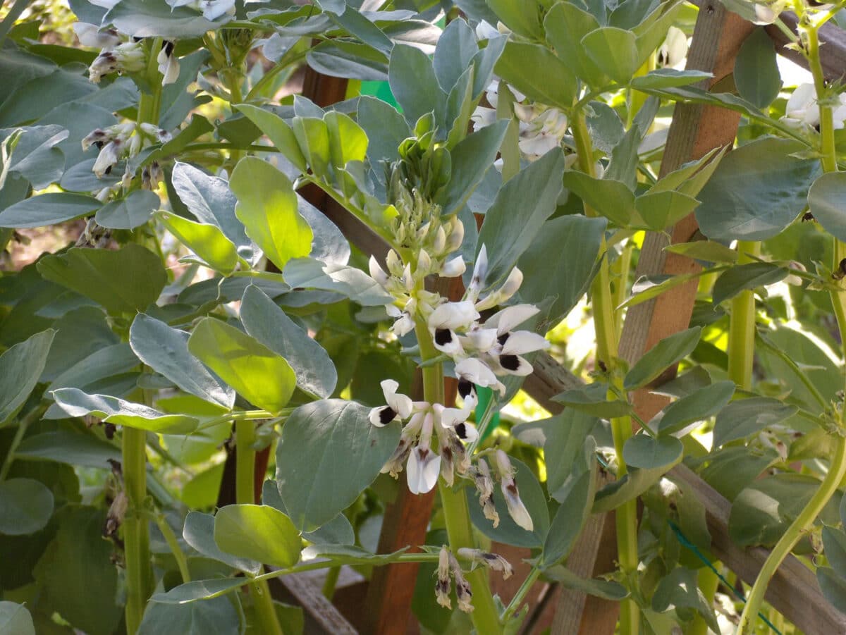 Alameda Post - Green bean flowers.