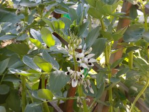 Alameda Post - Green bean flowers.