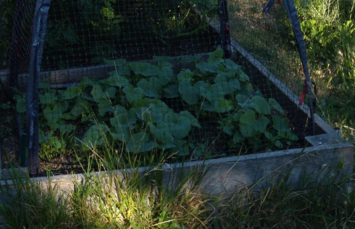 Alameda Post - beans growing under a net.