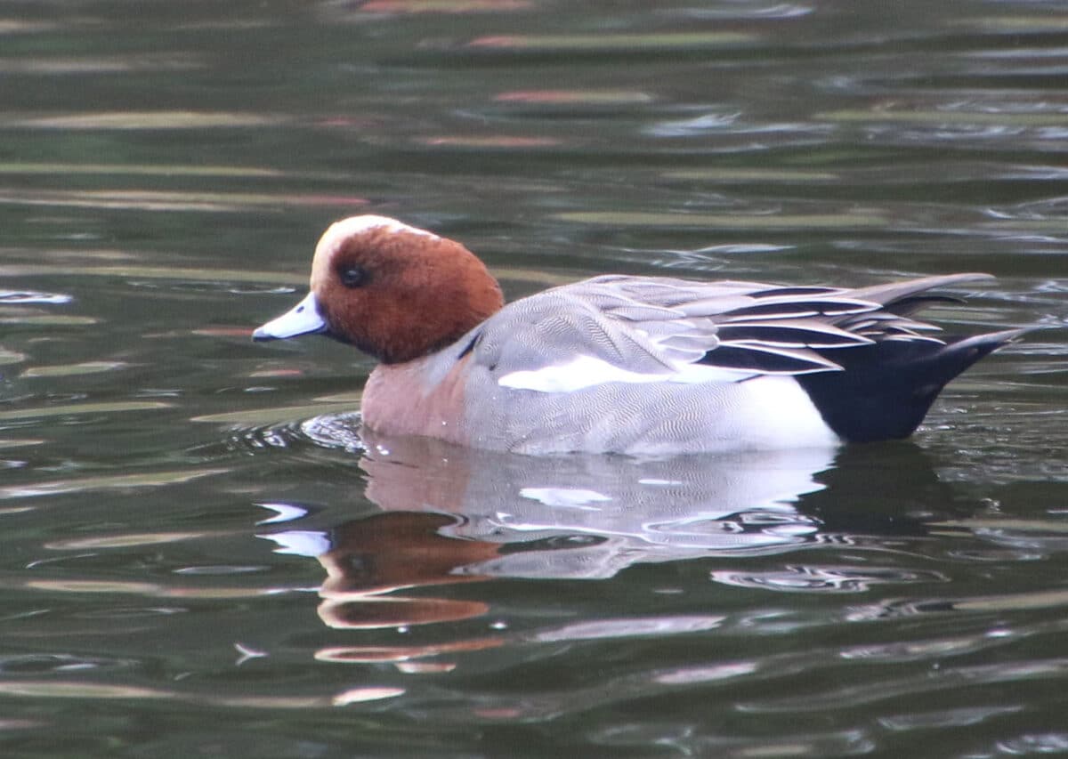 Alameda Post - A Eurasian wigeon in the water.