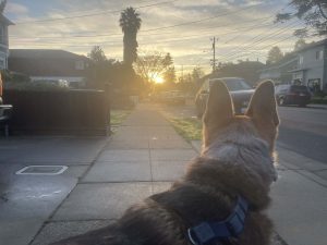 Alameda Post - Mouf the dog looks at the sunset.