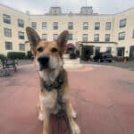 Alameda Post - Mouf the dog visits the Alameda Hotel