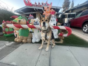 Alameda Post - Mouf the dog sits in front of a home's yard full to the brim with inflatable decor