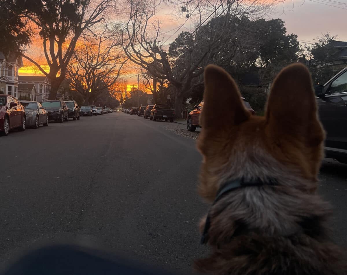 Alameda Post - Mouf the dog looks towards the sunrise on an Alameda street. 