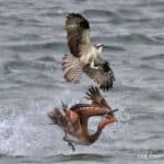 Alameda Post - an osprey and pelican fight above the water