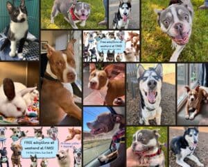 Alameda Post - a collage of free, adoptable animals at FAAS