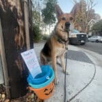 Alameda Post - Mouf the dog sits next to Halloween buckets on a sidewalk with a sign that says "Prepare for Halloween or the beach. Free candy buckets or beach toy buckets"
