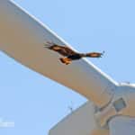 Alameda Post - a golden eagle juvenile flys close to the blades of a wind turbine