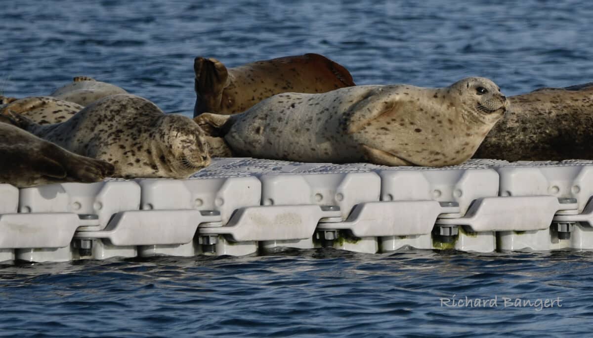 Alameda Post - Harbor seals sleep on a floating plastic dock.