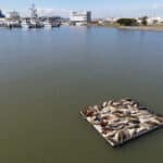 Alameda Post - Harbor seals on the float.