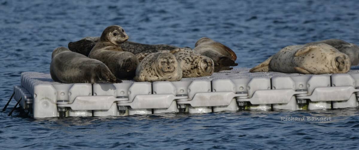 Alameda Post - Harbor seals sleep on a floating plastic dock. One turns its head to look towards the camera.