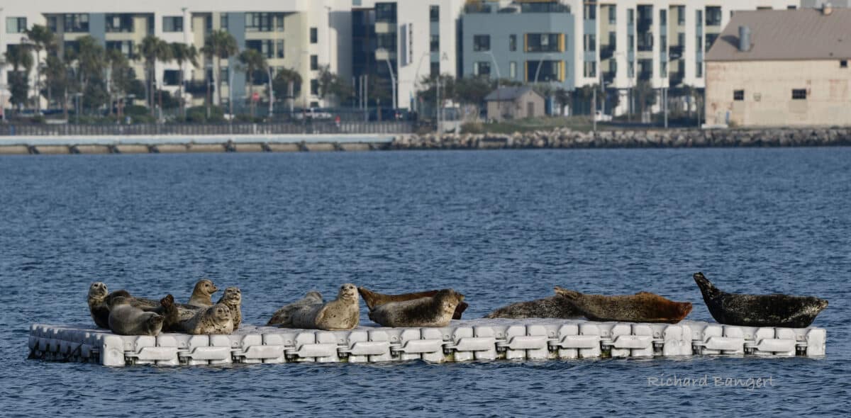 Alameda Post - Harbor seals rest on a small floating plastic dock. 