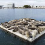 Alameda Post - a float full of harbor seals on the water
