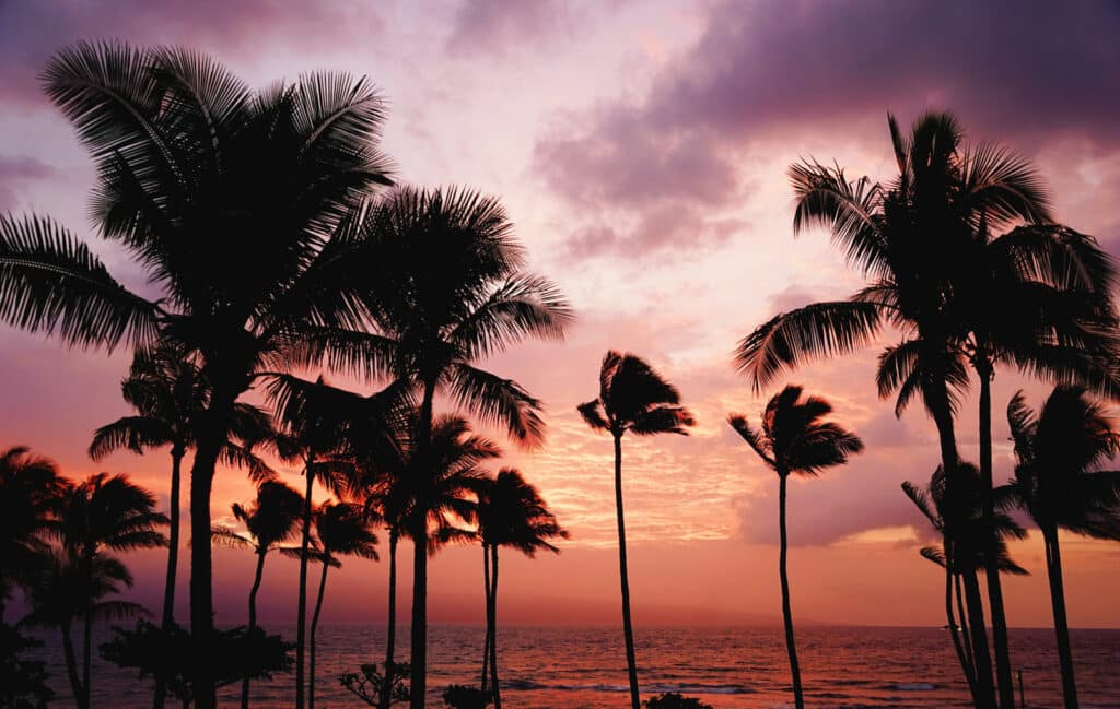Alameda Post - palm trees at sunset