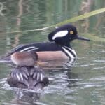Alameda Post - two hooded mergansers in the water, photographed on the Christmas Bird Count