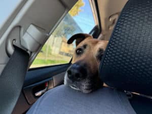 Alameda Post - Lexi the dog looks at the camera from being in the backseat of the car.