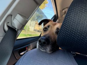 Alameda Post - Lexi the dog looks at the camera from being in the backseat of the car.