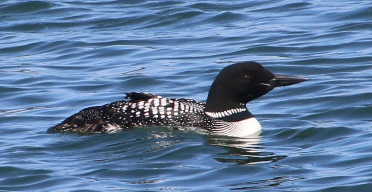 Alameda Post - a common loon with striking white and black plumage. The black is very black, and the white is very white. A pretty pattern emerges. 