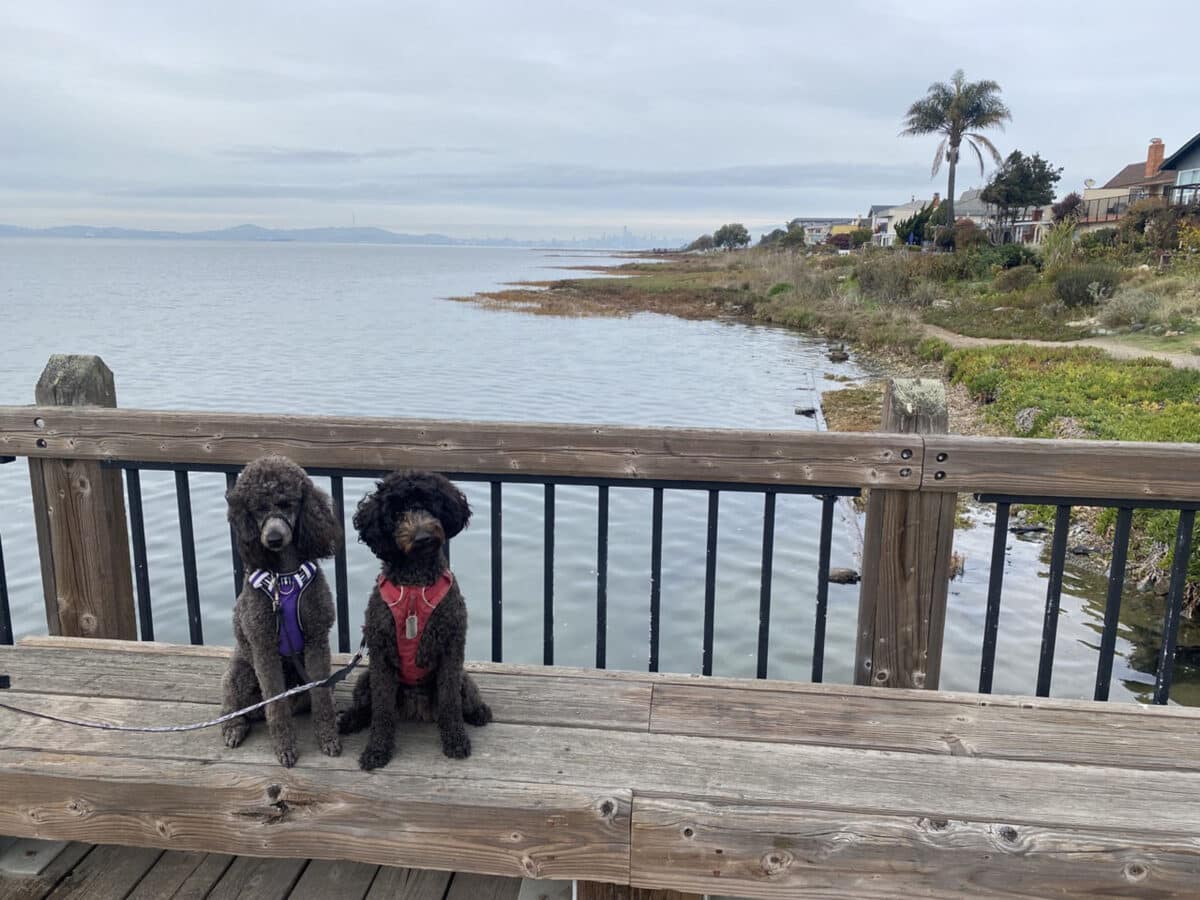Alameda Post - two dogs sit on a bench in front of the water. One of the health benefits of pets is possible increased walking.