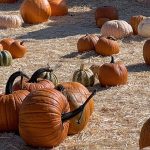 Alameda Post - Pumpkins in a Field