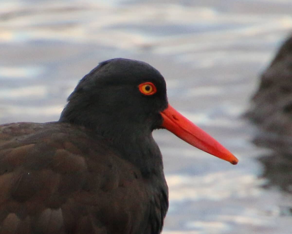 Alameda Post - a black oystercatcher bird in the water