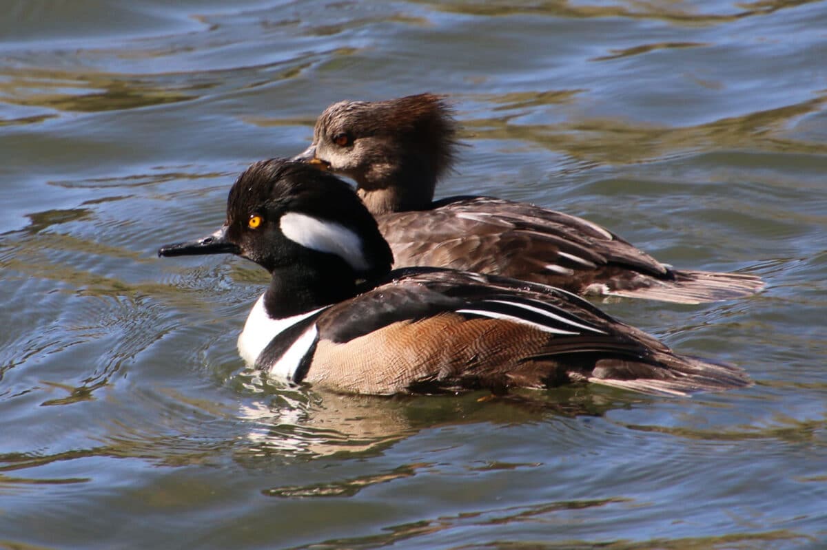 Alameda Post - a male and female hooded merganser on the water. The female's colors are more subdued