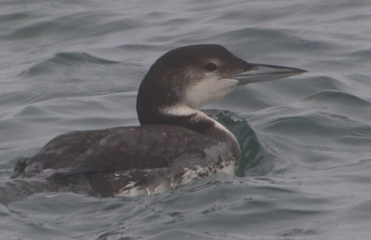 Alameda Post - a common loon in the water with somewhat drab black and white feathers