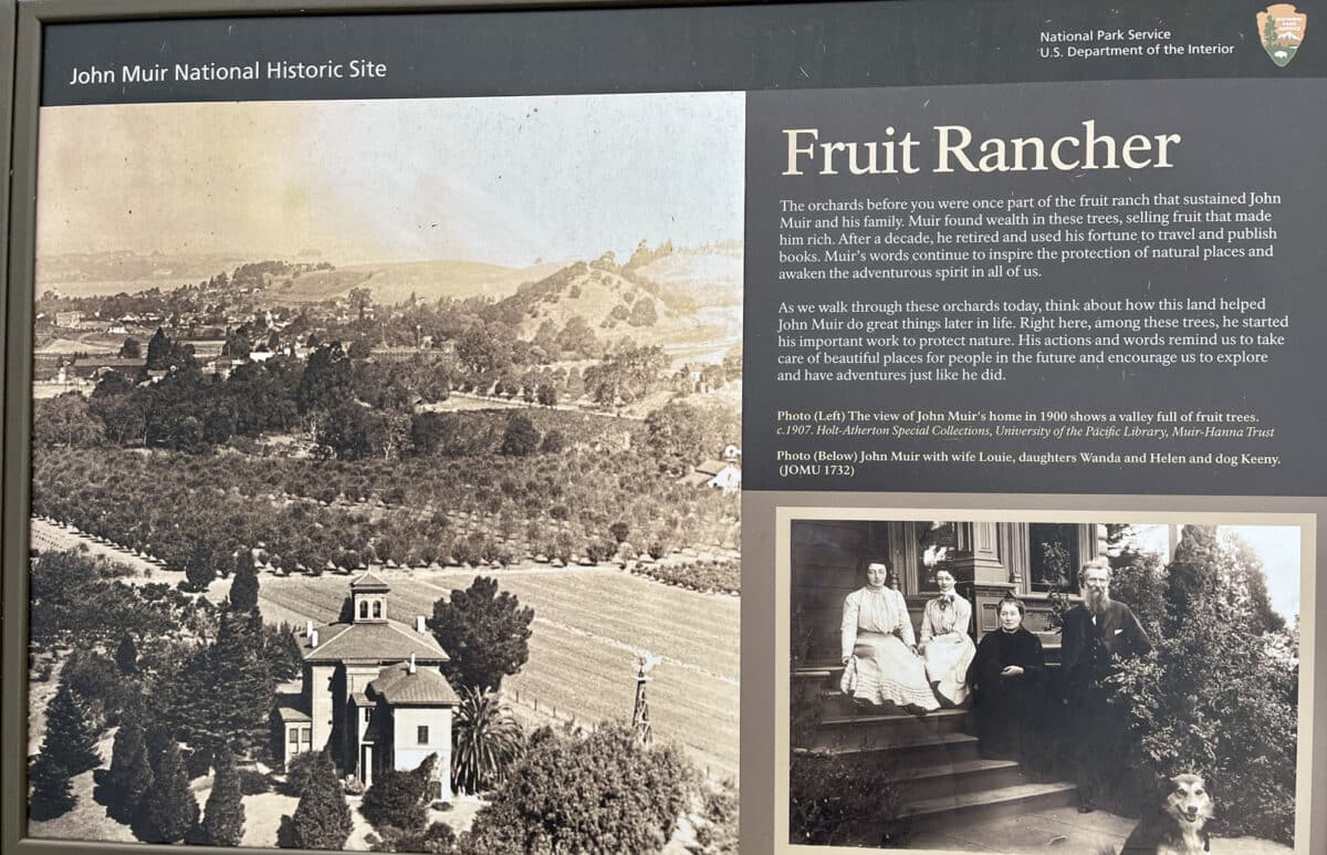 Alameda Post - a Museum sign with the Headline "Fruit Rancher" that provides a photograph and description of fruit orchards that John Muir cultivated and sold to become wealthy 