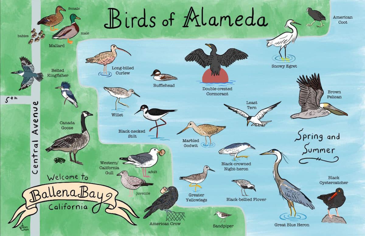 Alameda Post - A drawing of the varies birds of Alameda. 