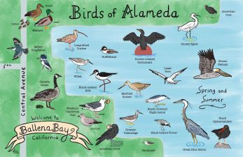 Alameda Post - A drawing of the varies birds of Alameda.