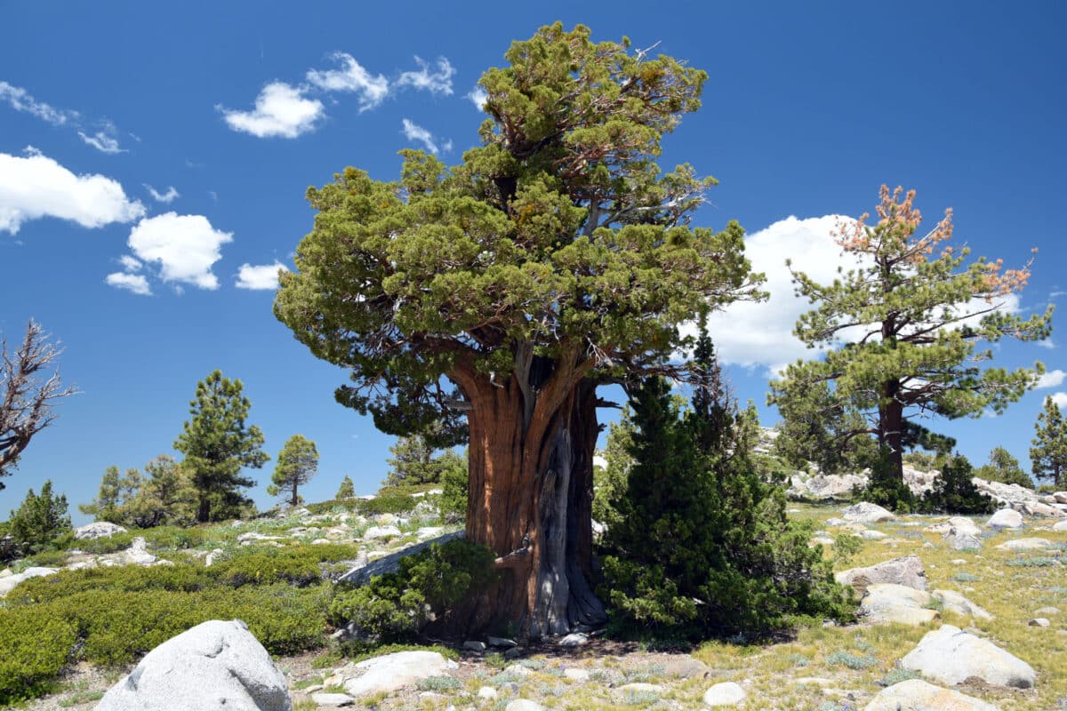 Alameda Post - a large Juniper tree