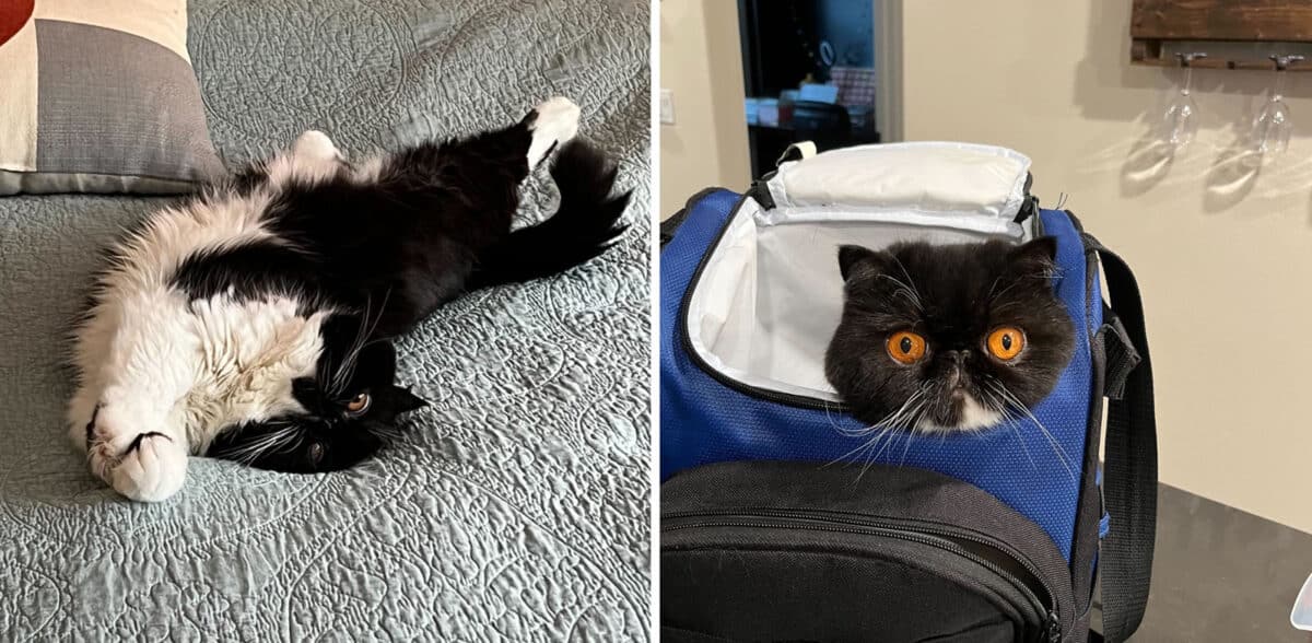 Alameda Post - a cat lays on the carpet and peeks out of a pet carrier