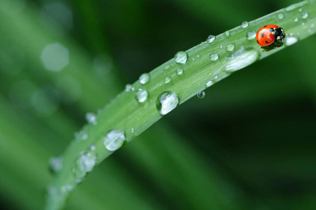 Alameda Post - a ladybug on a wet piece of grass