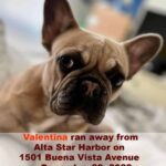 Alameda Post - a poster with a photo of a sable colored French Bulldog. The poster says "Lost Dog" Valentina ran away from Alta Star Harbor on 1501 Buena Vista Avenue on December 29, 2022. Call (917) 596 9173 if you see her.