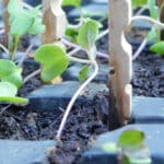Alameda Post - Brussel sprouts seedlings