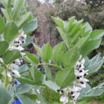Alameda Post - snow pea flowers on a snow pea plant