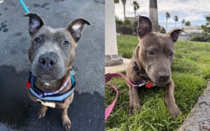 Alameda Post - Marscapone is the adoptable pet of the week, a 7-month-old mix.