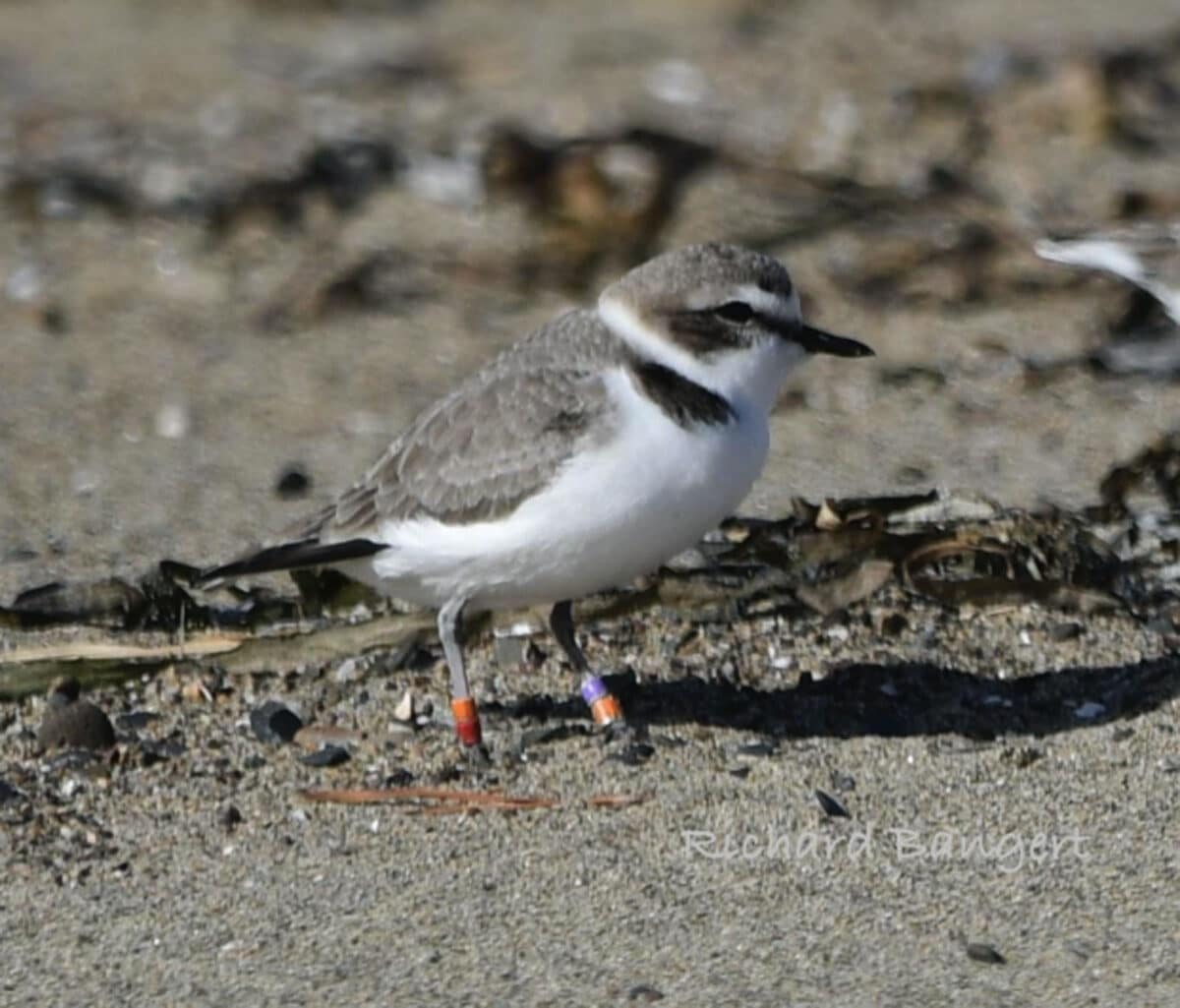 Alameda Post - a snowy plover with bands on their legs