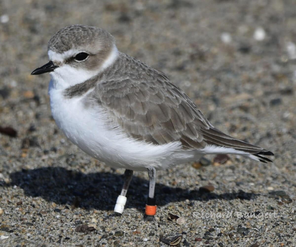 Alameda Post - a snowy plover with bands on their legs