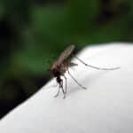 Alameda Post - a mosquito, one of the animals that carries West Nile virus, biting thorough fabric