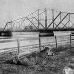 Alameda Post - a black and white photo of the Park Street bridge with a cow laying down in the foreground